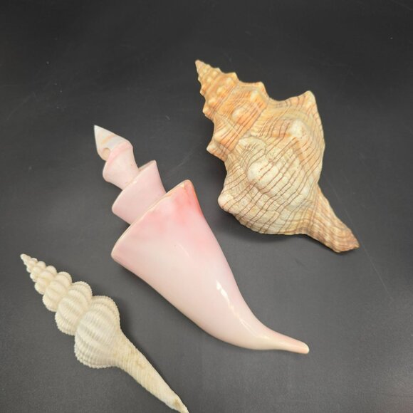 Seashells In Natural Pink & Beige Tones For Display Or Crafting Set of 3 DH1359 - Picture 2 of 9